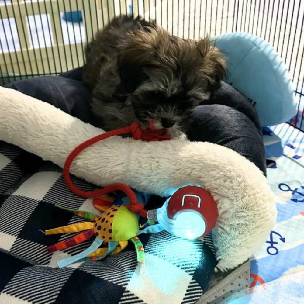 AeroPaw Interaktywna Zabawka dla Psa z Toczącą się Piłką i Redukcją Lęku