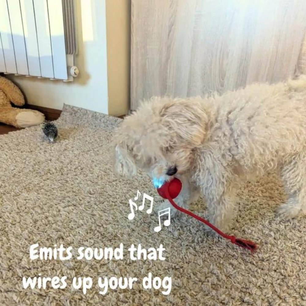 AeroPaw Rollender Ball Hundespielzeug für interaktives Spielen und Angstlinderung